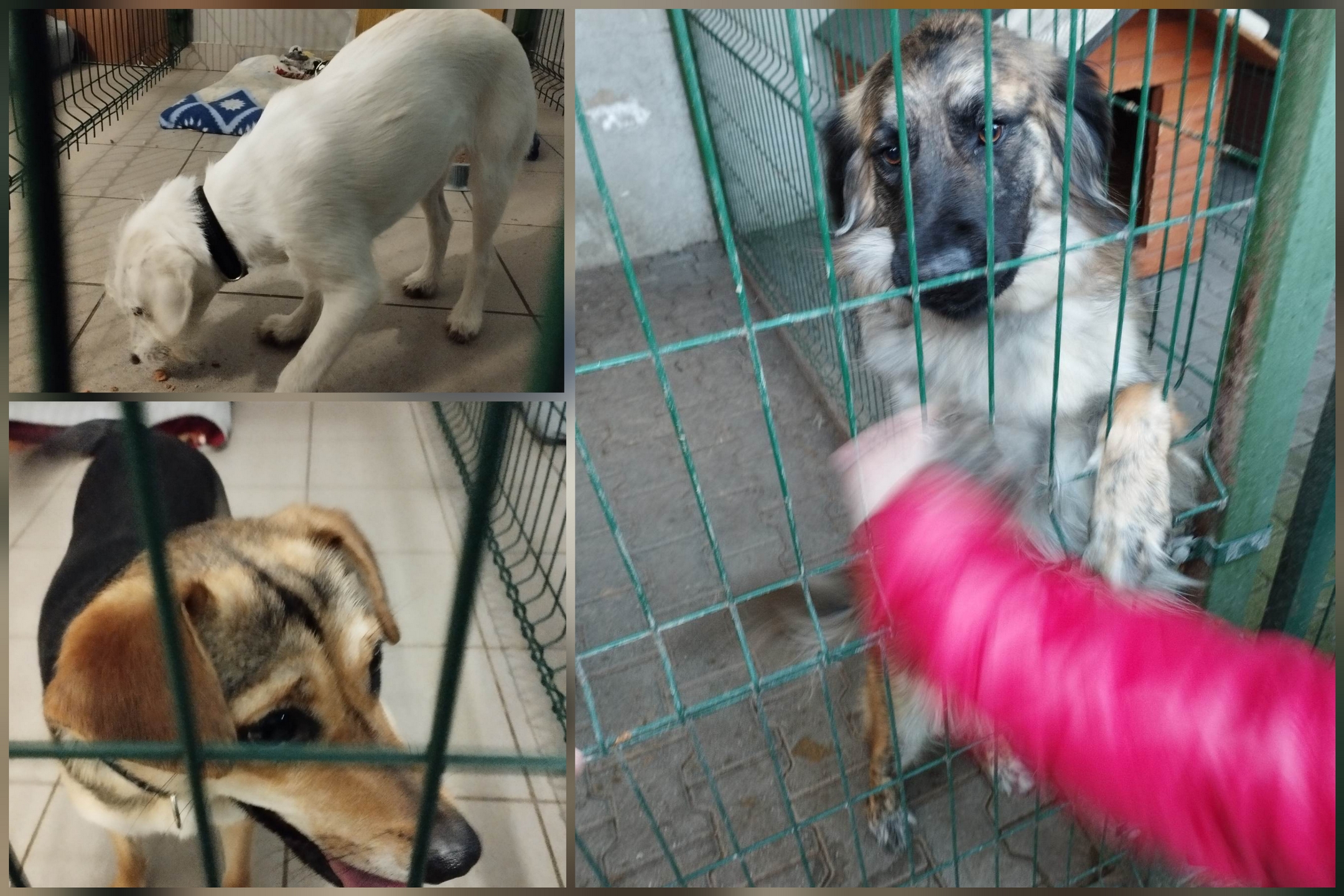 Szkolne Koło Wolontariatu podczas realizacji swojego projektu.