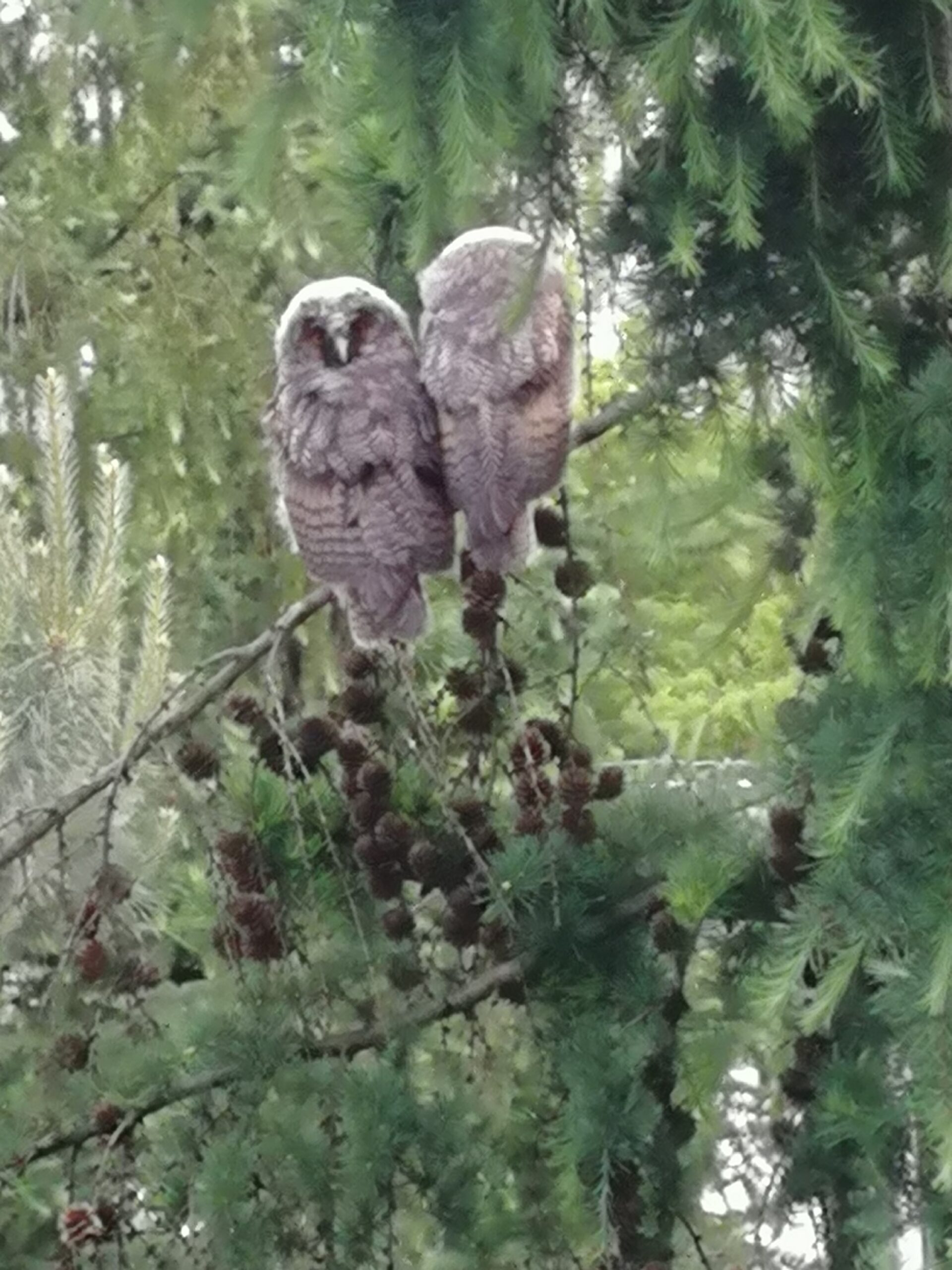 Nasze szkolne sowy towarzyszyły zmaganiom uczniów klasy 5b w escape roomie.