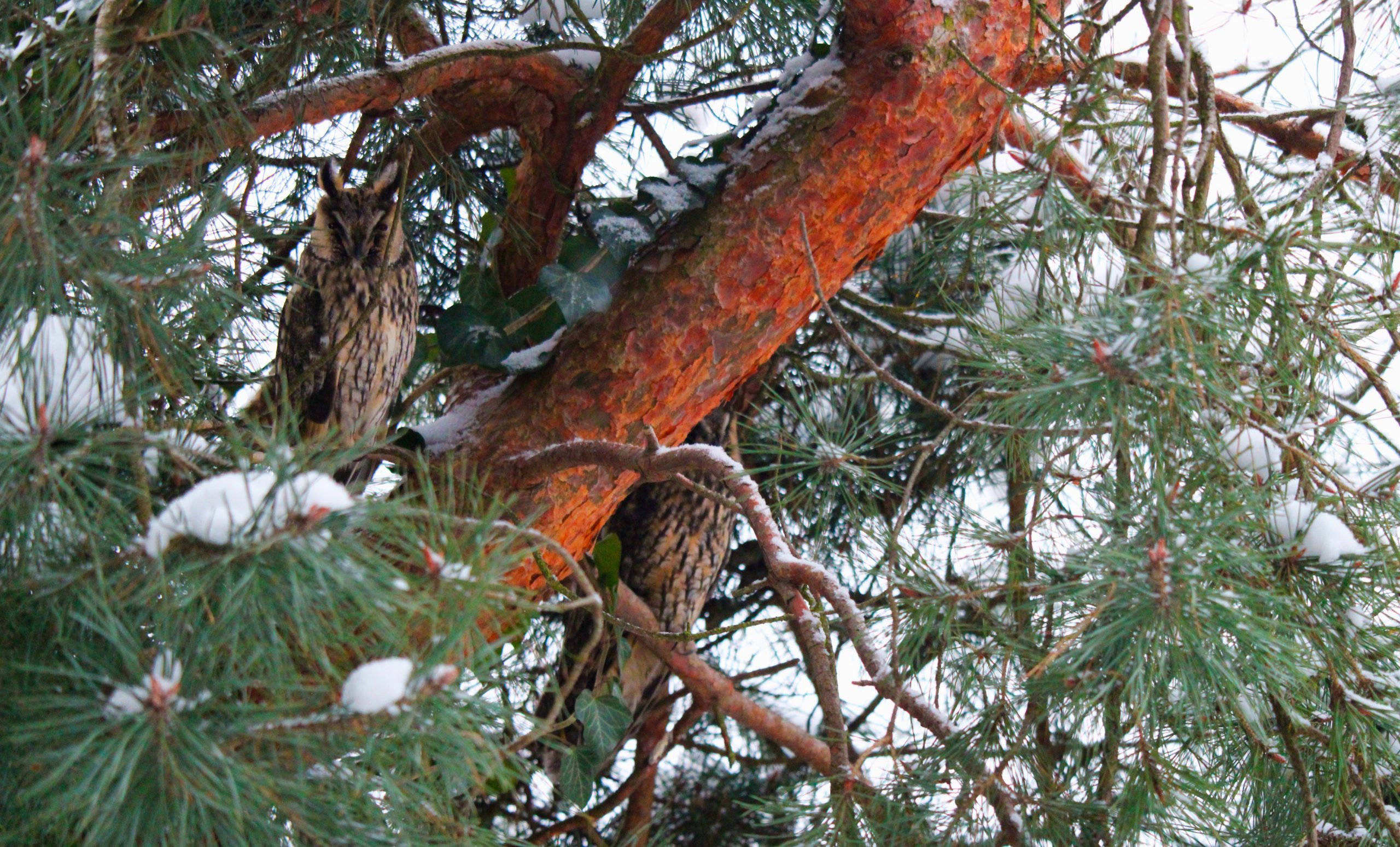 Sowy uszatki w szkolnym ogródku.