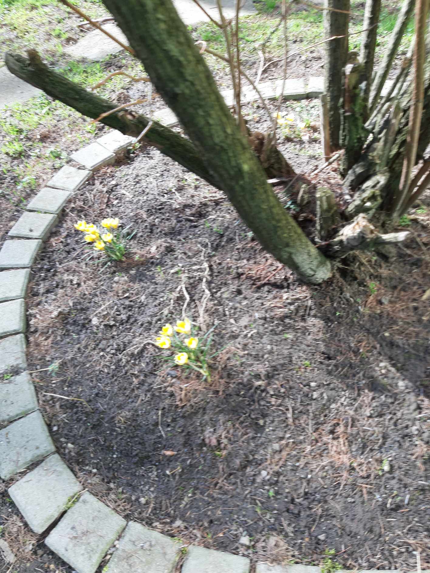 Krokusy w szkolnym ogrodzie.