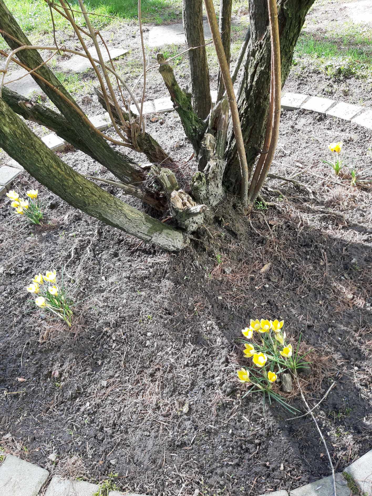 Krokusy w szkolnym ogrodzie.