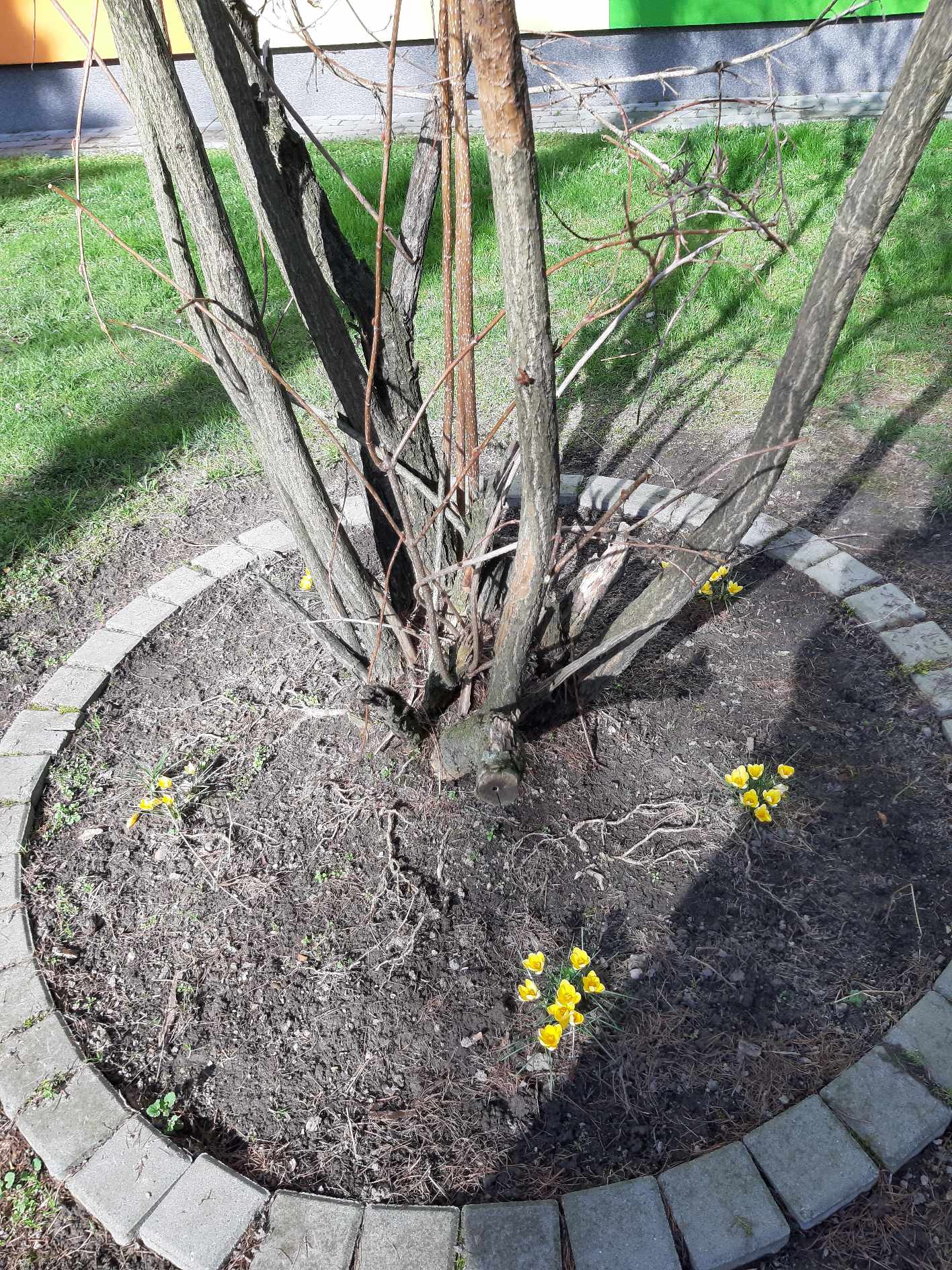 Krokusy w szkolnym ogrodzie.