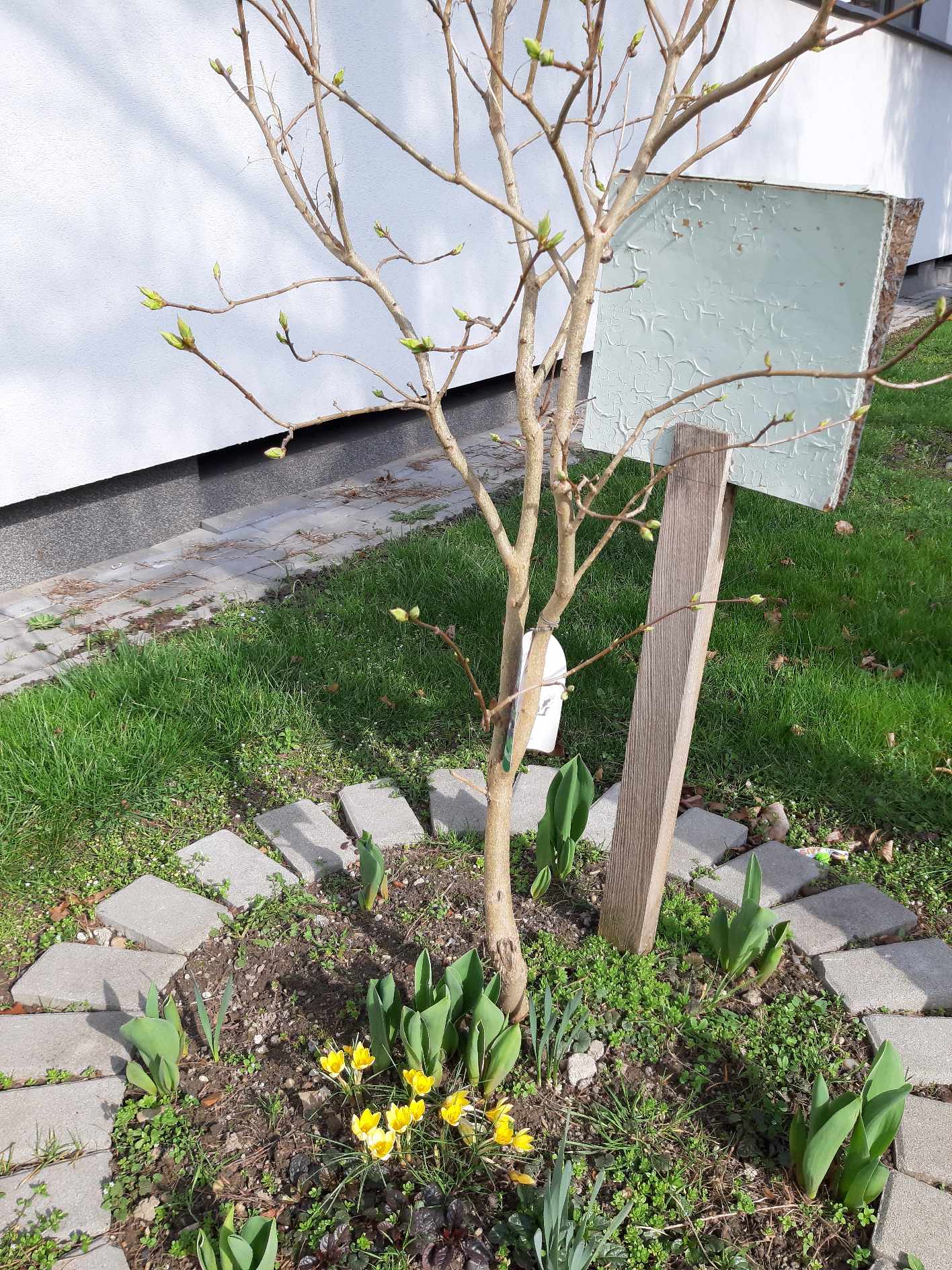 Krokusy w szkolnym ogrodzie.