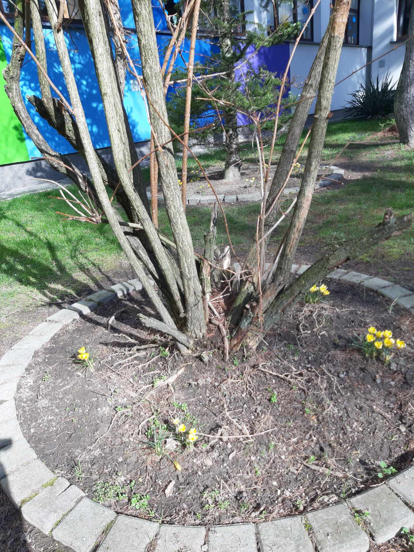 Krokusy w szkolnym ogrodzie.