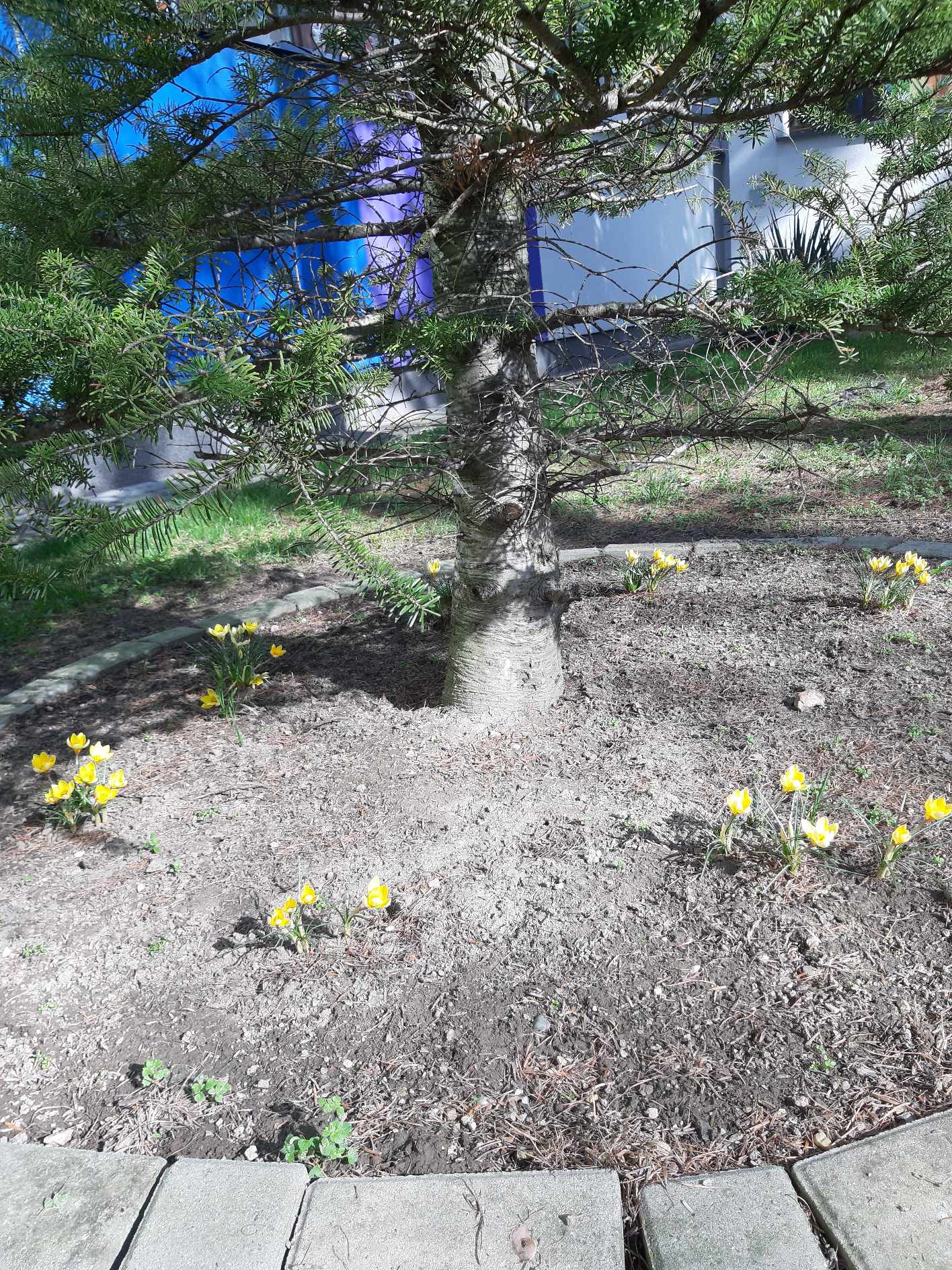 Krokusy w szkolnym ogrodzie.