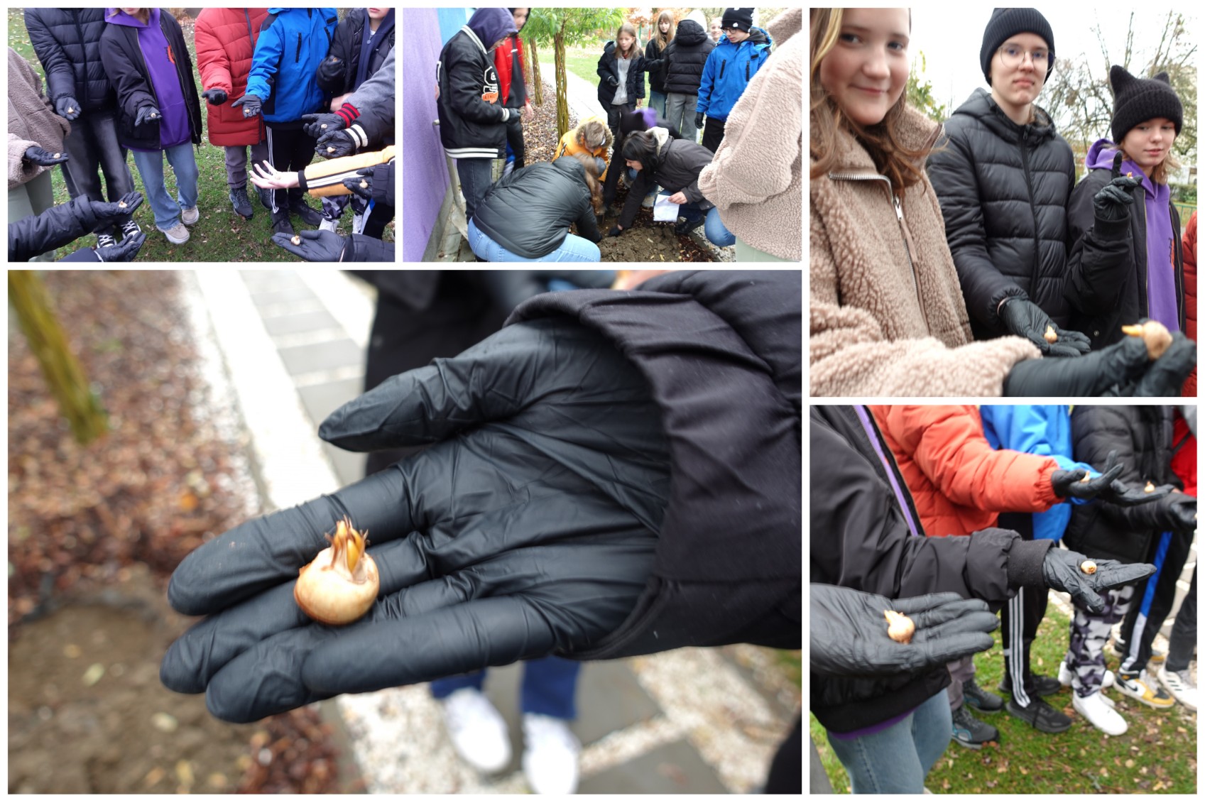 Realizacja projektu „Krokus” w naszej szkole.