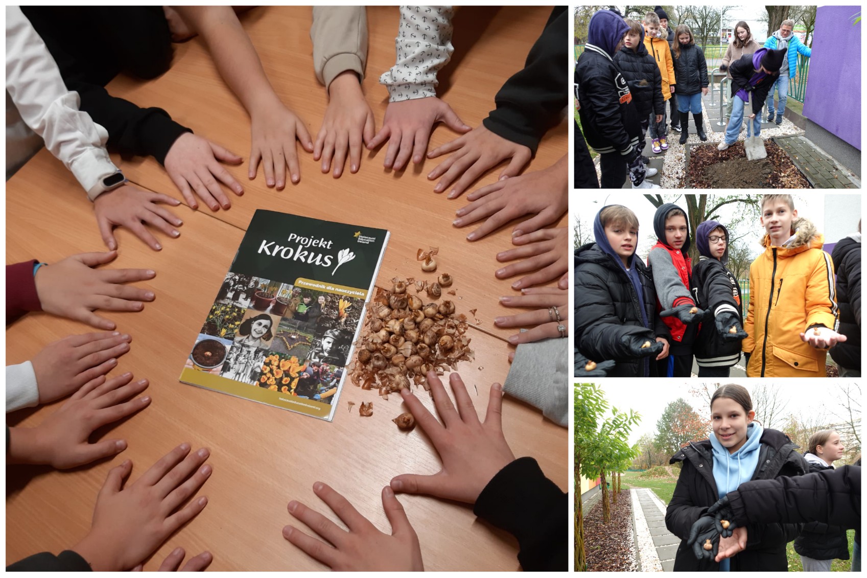 Realizacja projektu „Krokus” w naszej szkole.