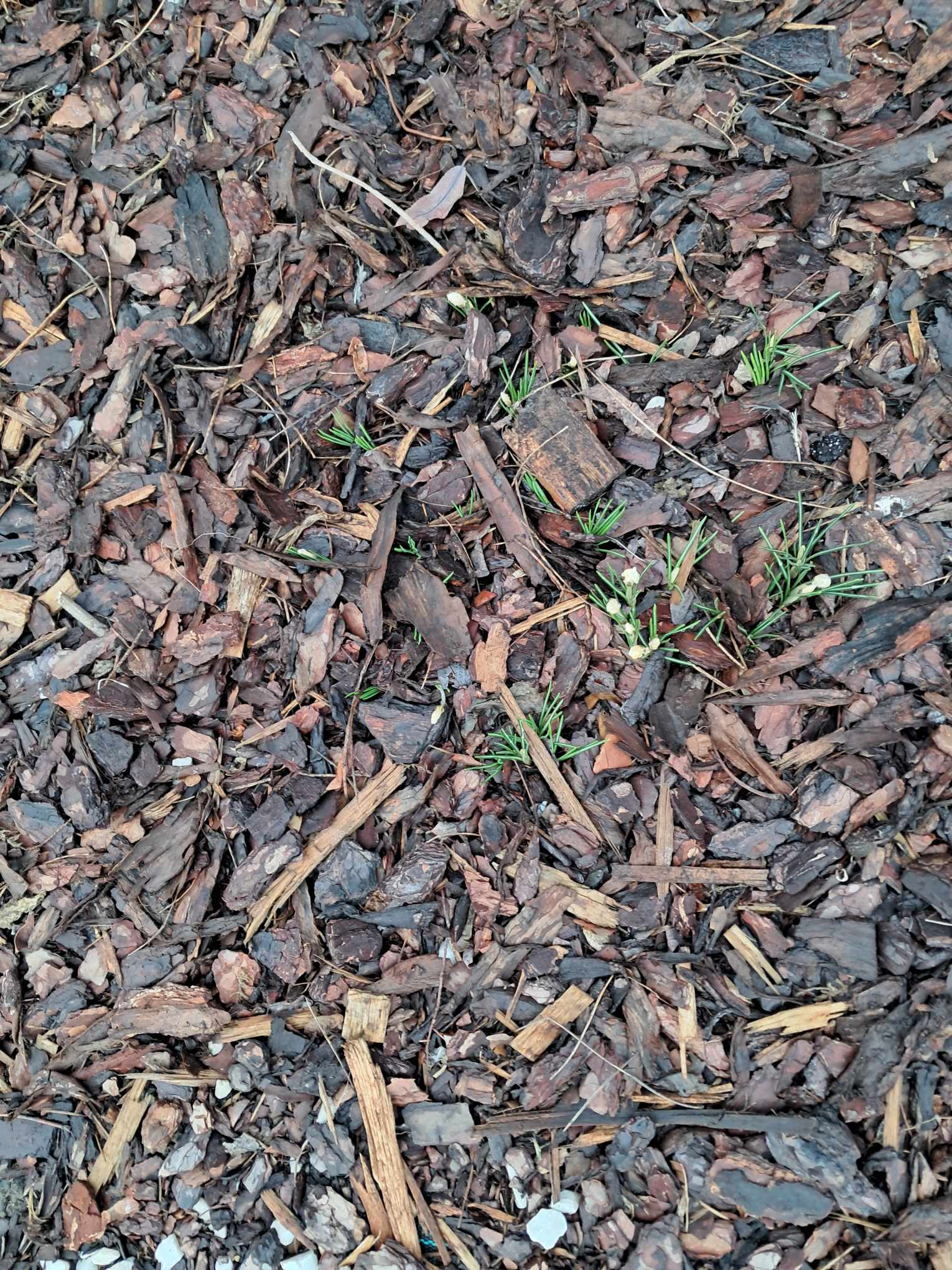 I wreszcie są krokusy! Podsumowanie Projektu Krokus w roku szk. 2024/2025.