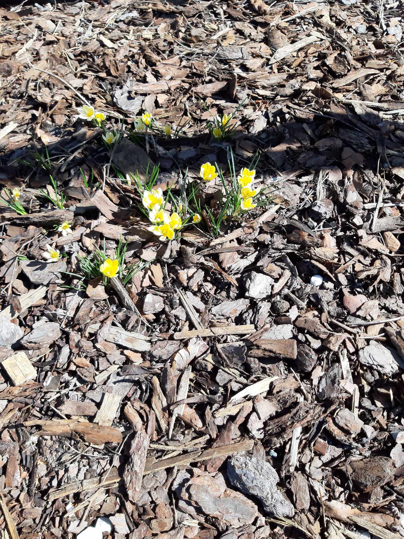 I wreszcie są krokusy! Podsumowanie Projektu Krokus w roku szk. 2024/2025.