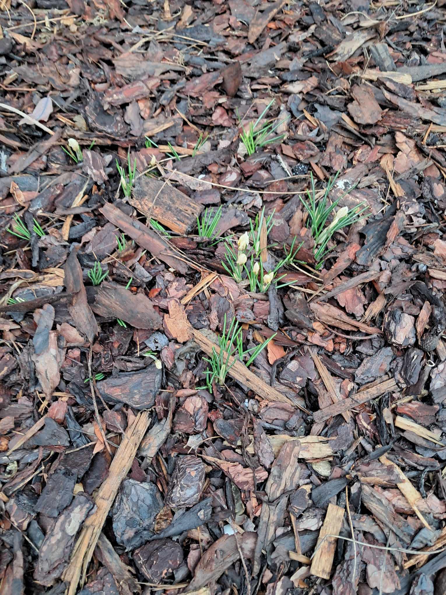 I wreszcie są krokusy! Podsumowanie Projektu Krokus w roku szk. 2024/2025.