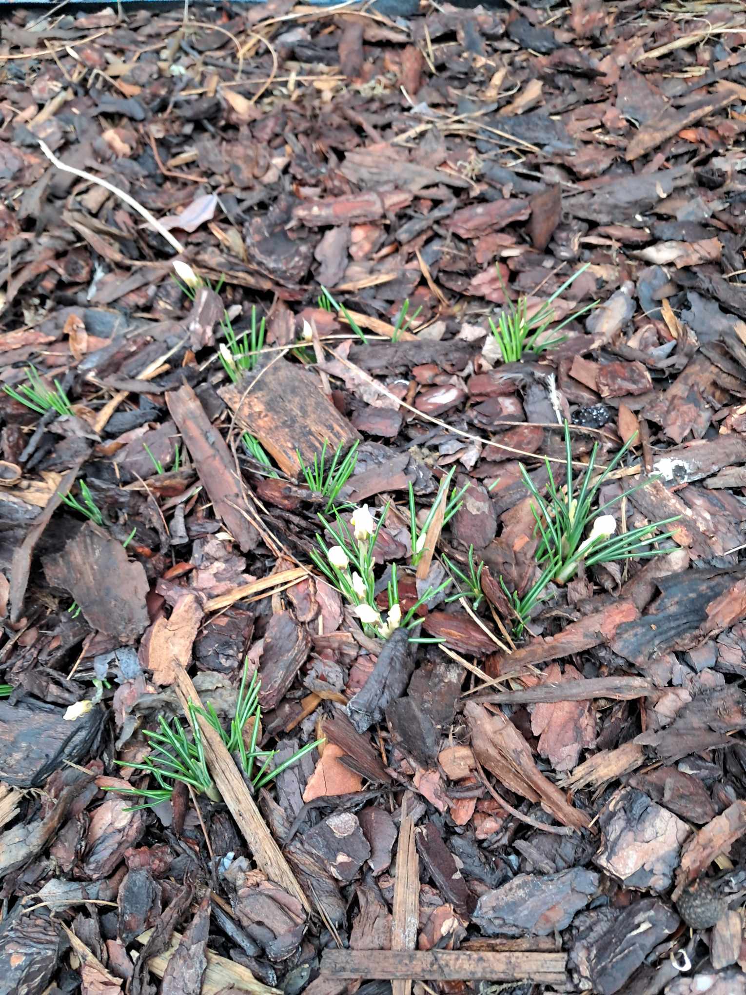 I wreszcie są krokusy! Podsumowanie Projektu Krokus w roku szk. 2024/2025.