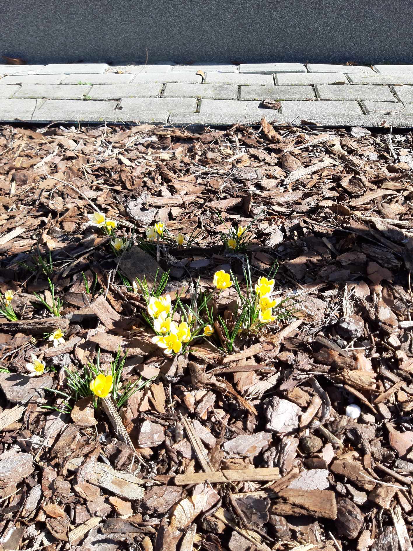 I wreszcie są krokusy! Podsumowanie Projektu Krokus w roku szk. 2024/2025.