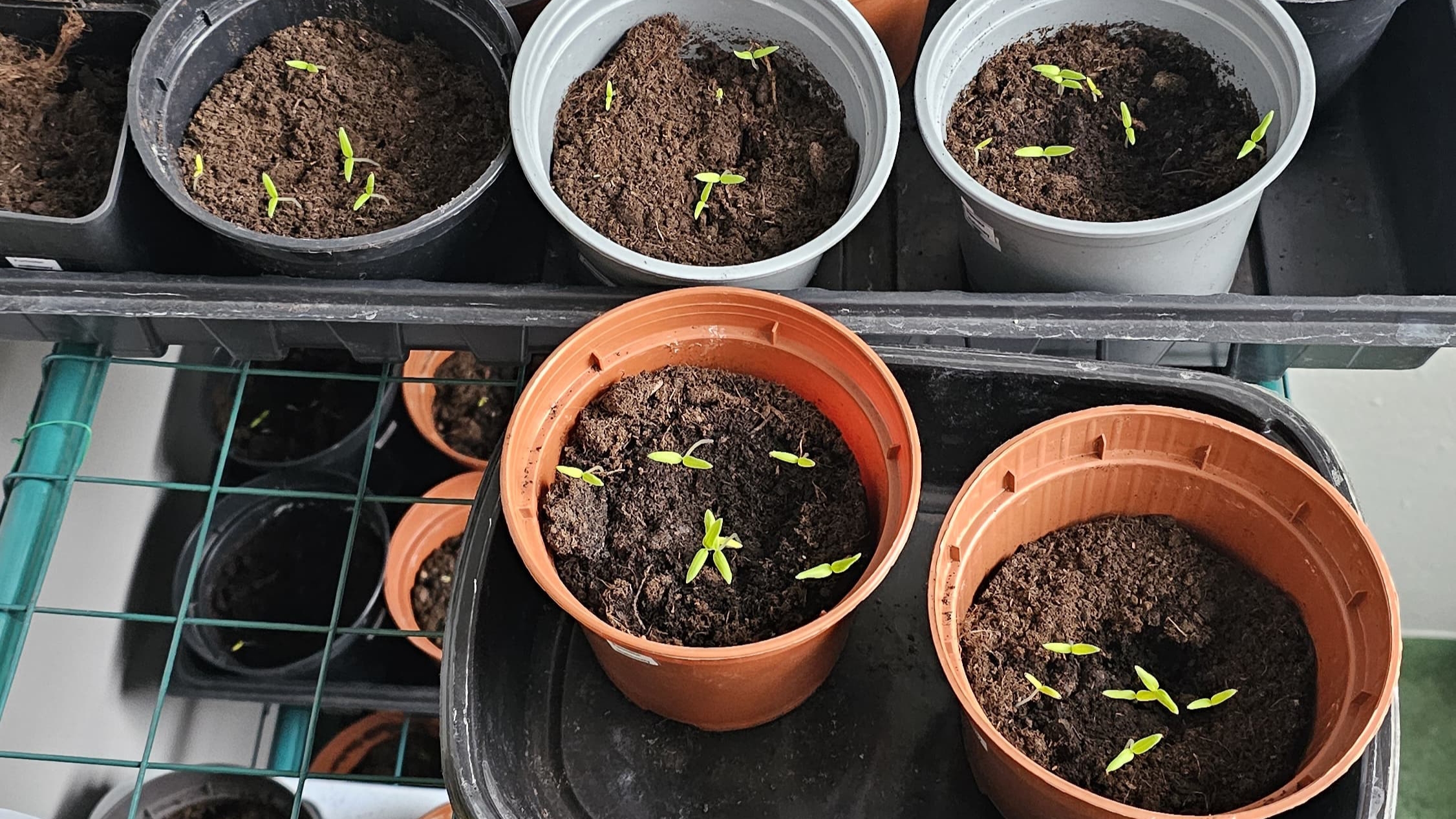 Realizacja projektu „Mały Ogrodnik”.