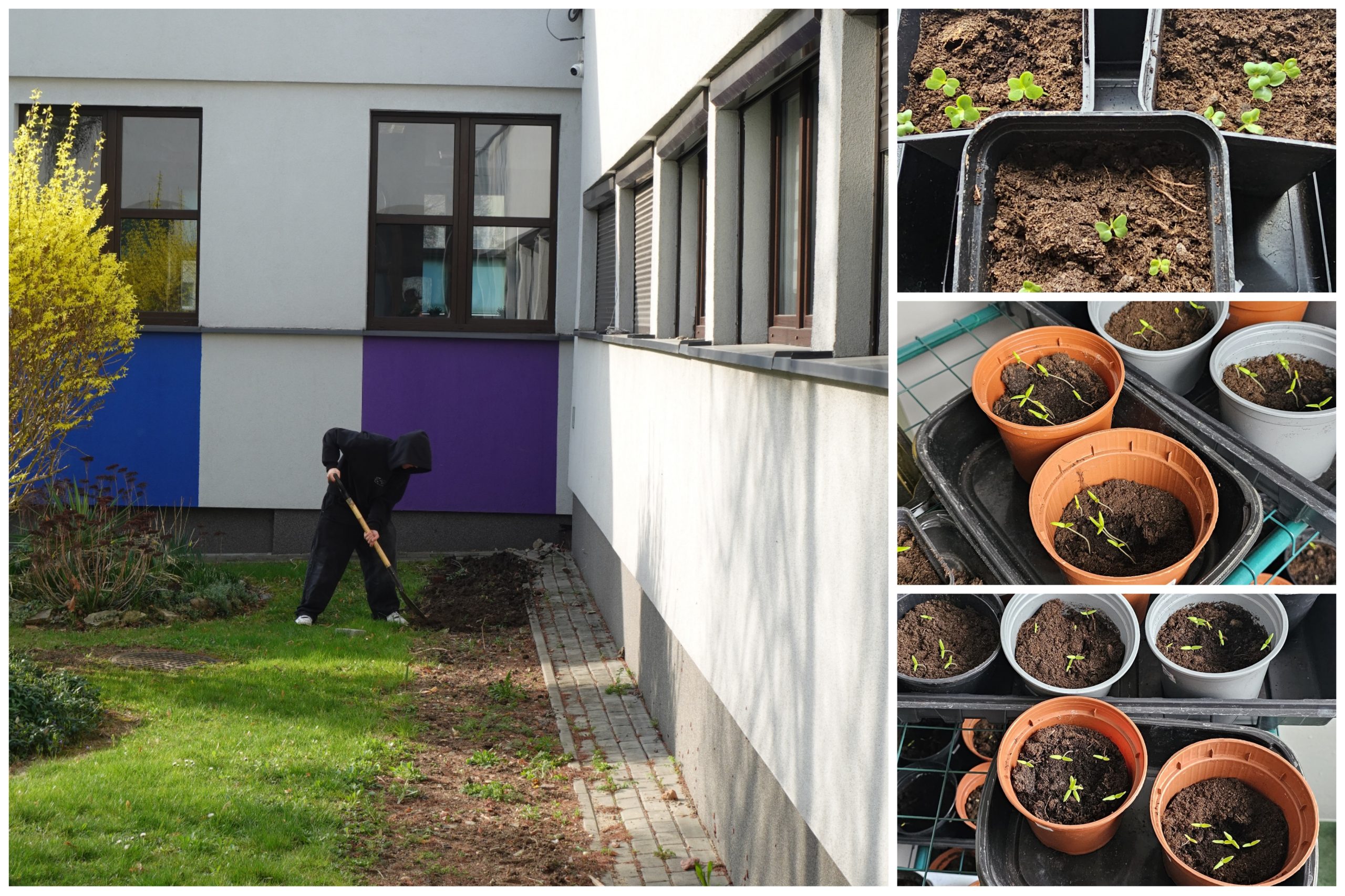 Realizacja projektu „Mały Ogrodnik”.