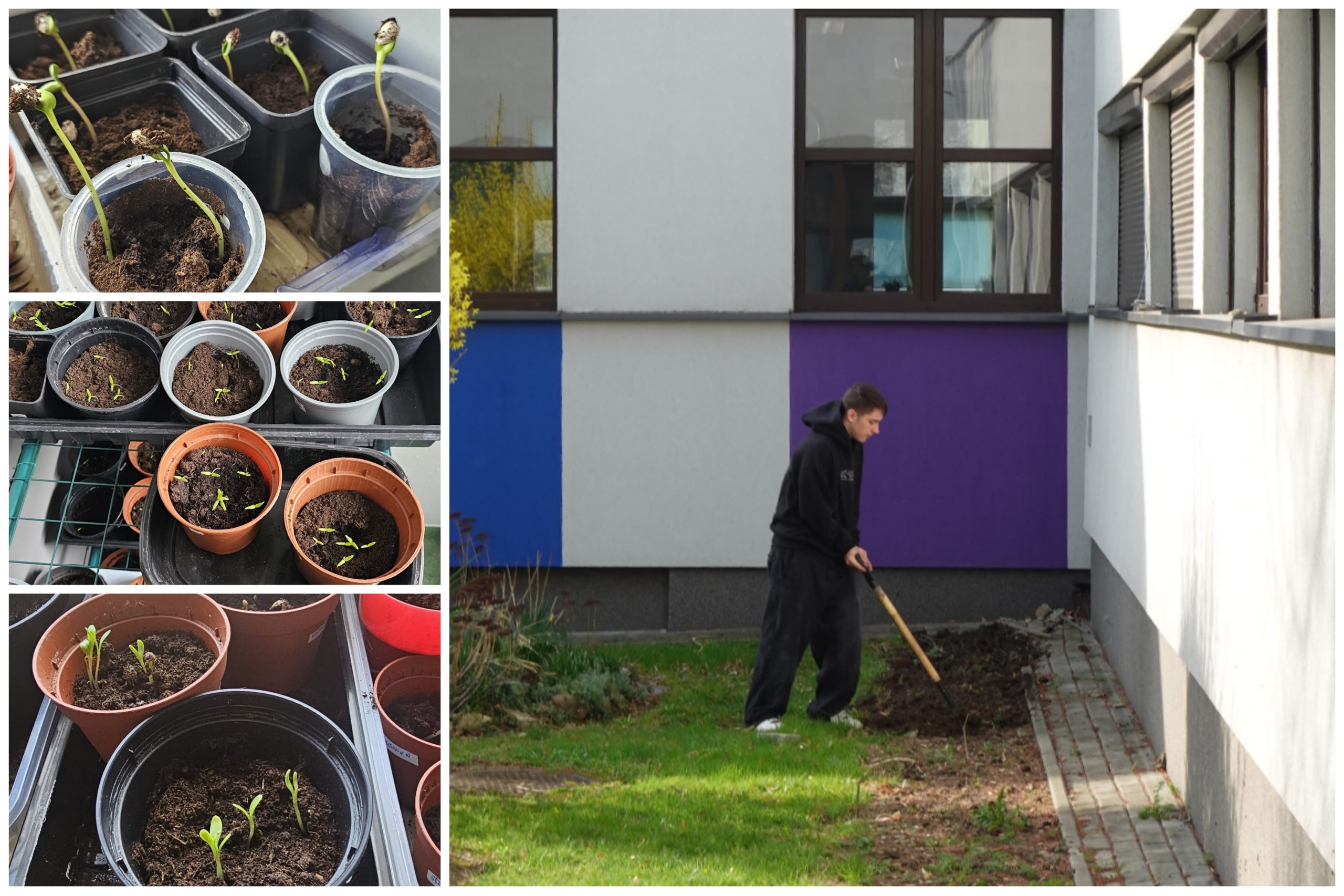 Realizacja projektu „Mały Ogrodnik”.