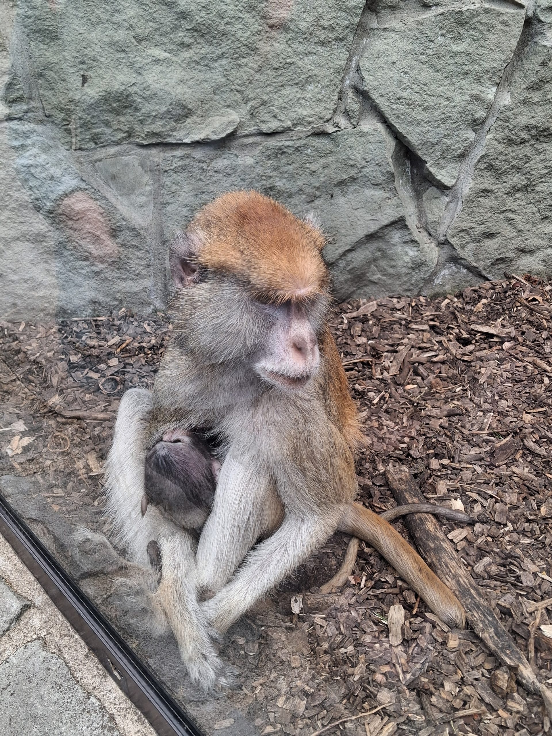 Wycieczka do ZOO w Chorzowie.