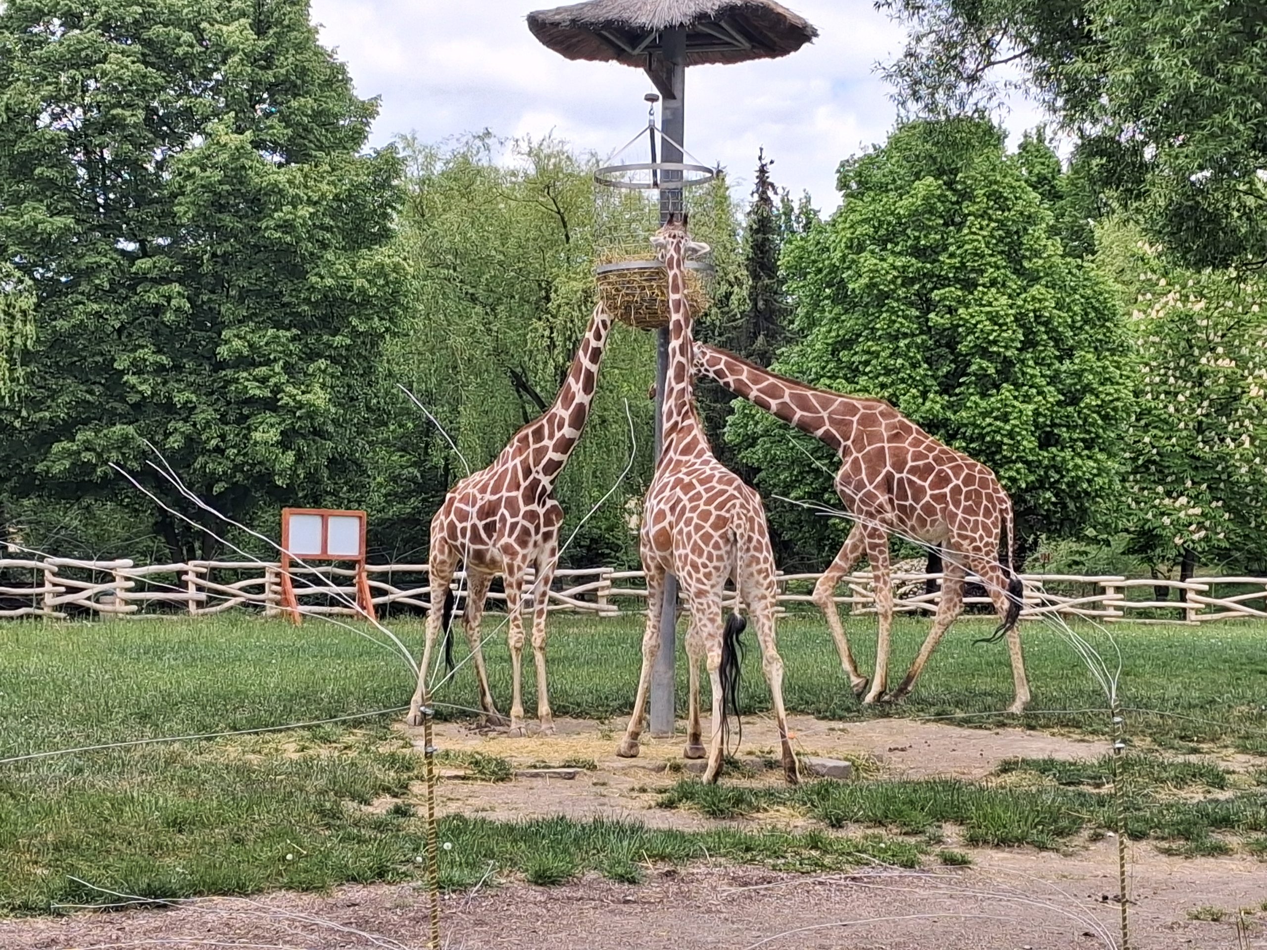 Wycieczka do ZOO w Chorzowie.
