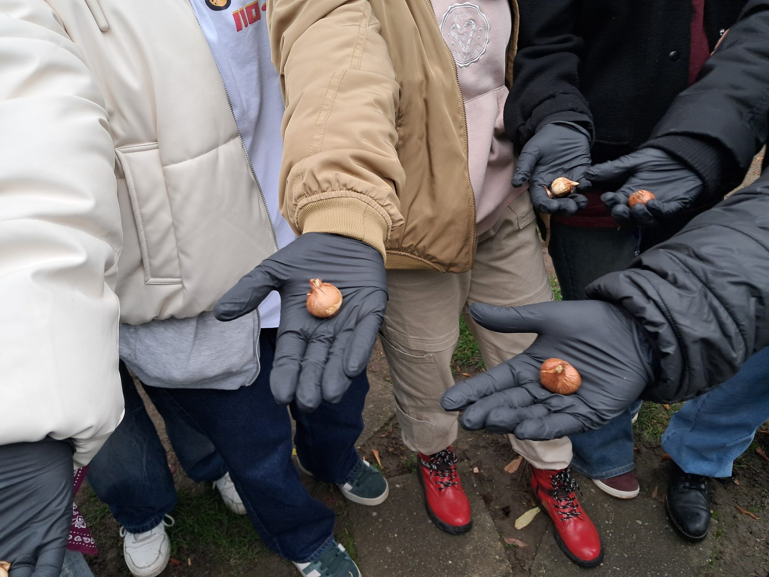 Klasa 7b aktywnie włączyła się w akcję Krokus.