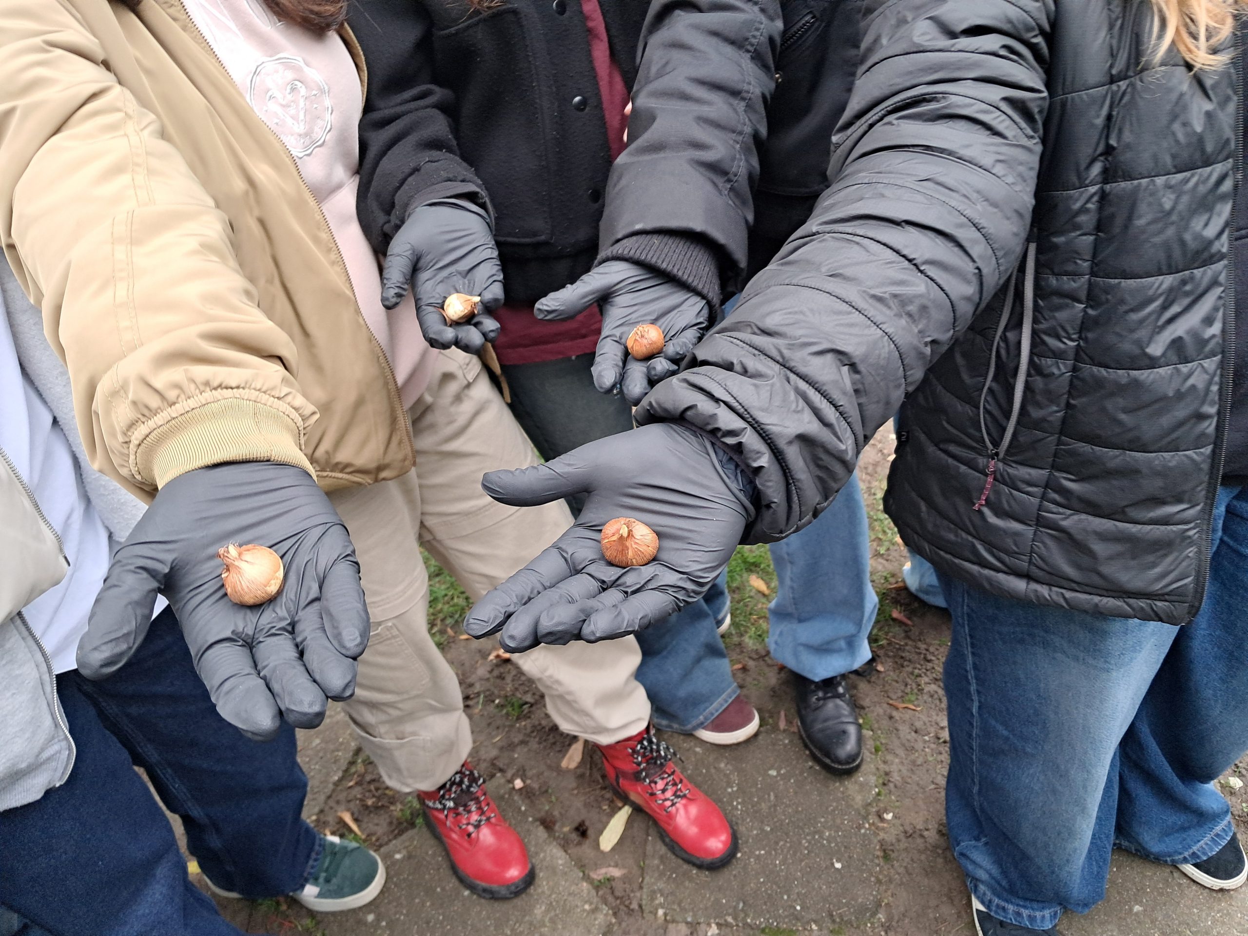 Klasa 7b aktywnie włączyła się w akcję Krokus.