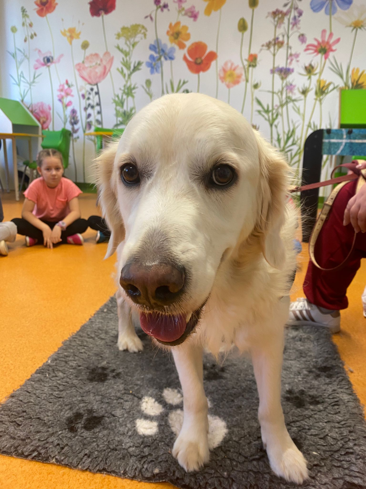 Zajęcia dogoterapii w klasach pierwszych.