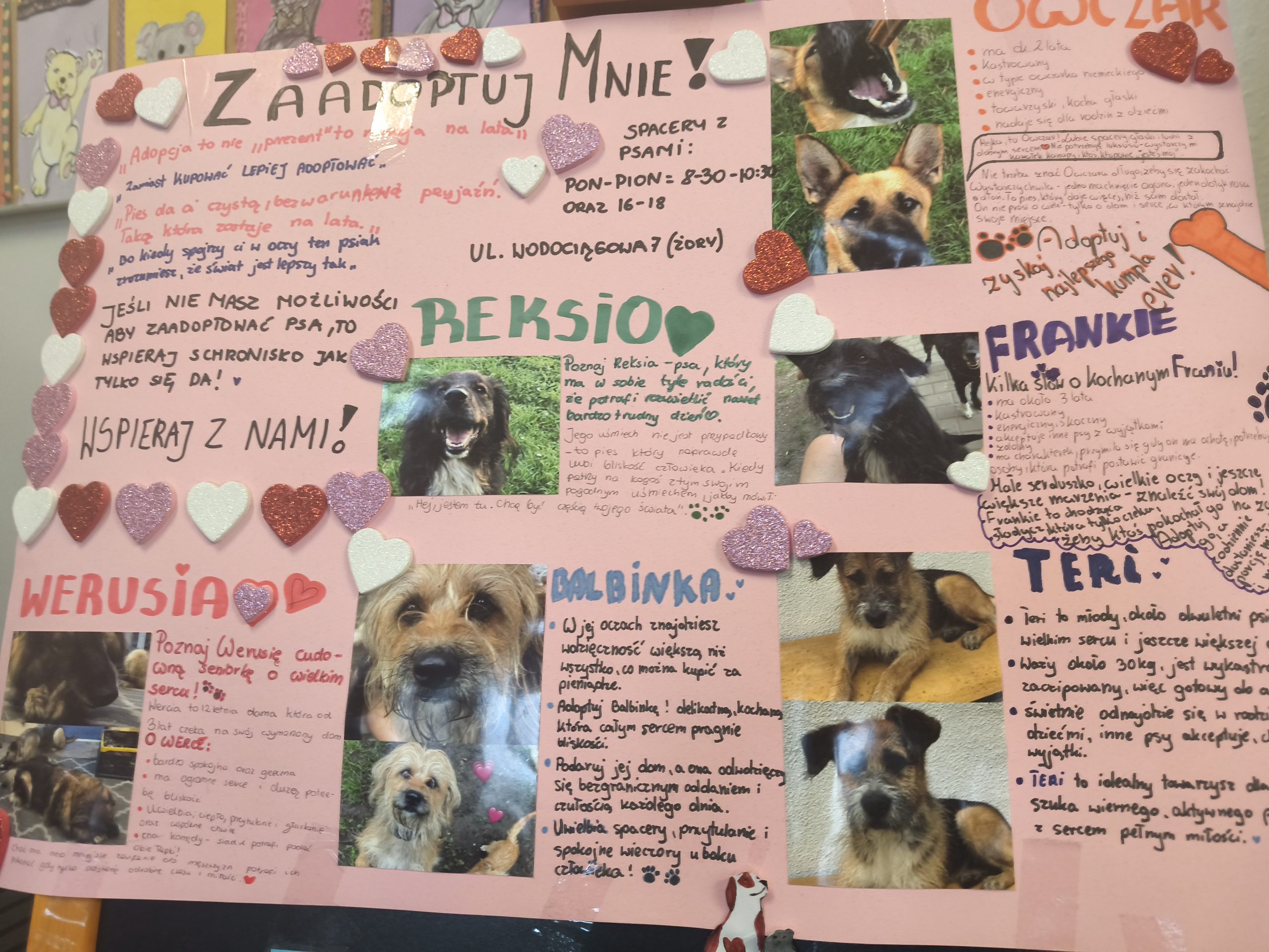 Zbiórka karmy dla Żorskiego Azylu – podsumowanie akcji