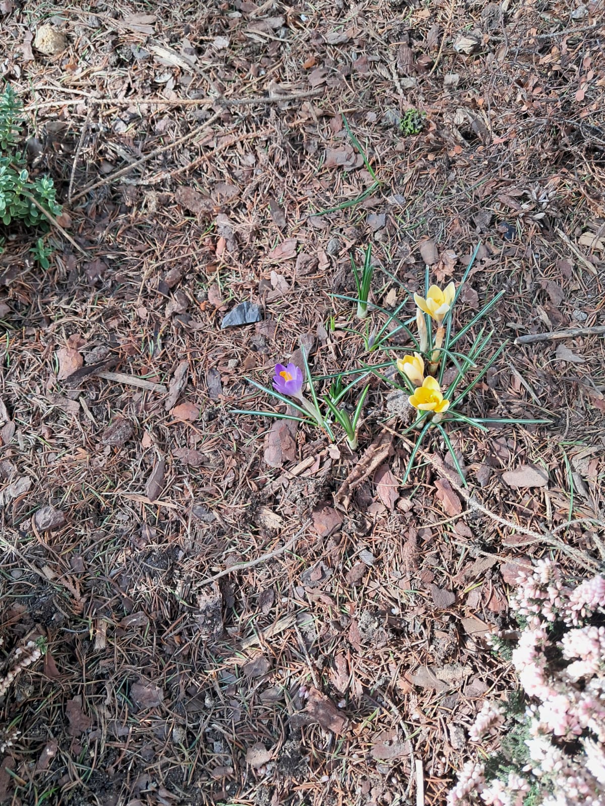 Krokusy w szkolnym ogrodzie.