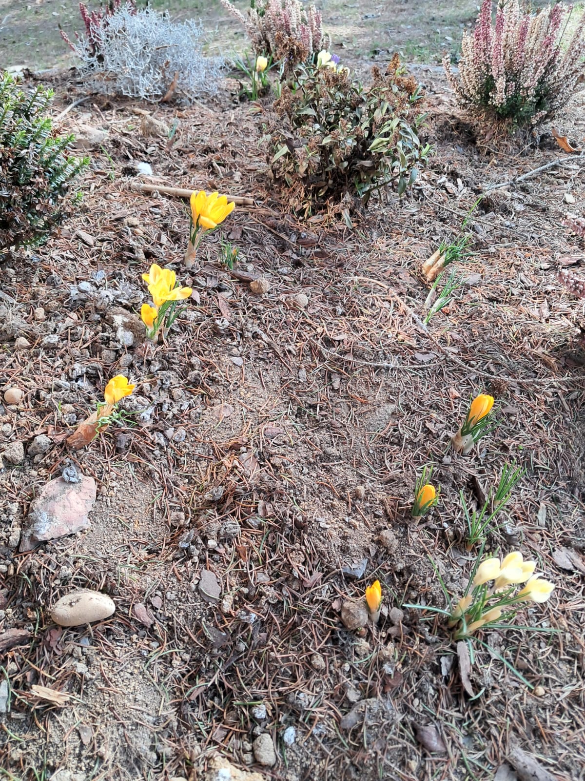 Krokusy w szkolnym ogrodzie.
