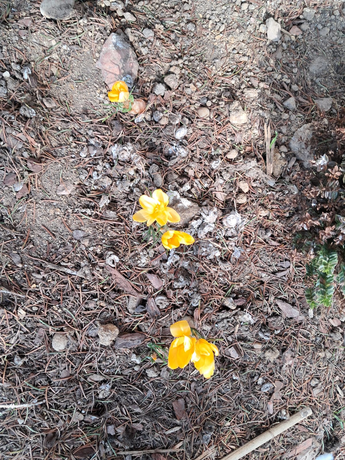 Krokusy w szkolnym ogrodzie.