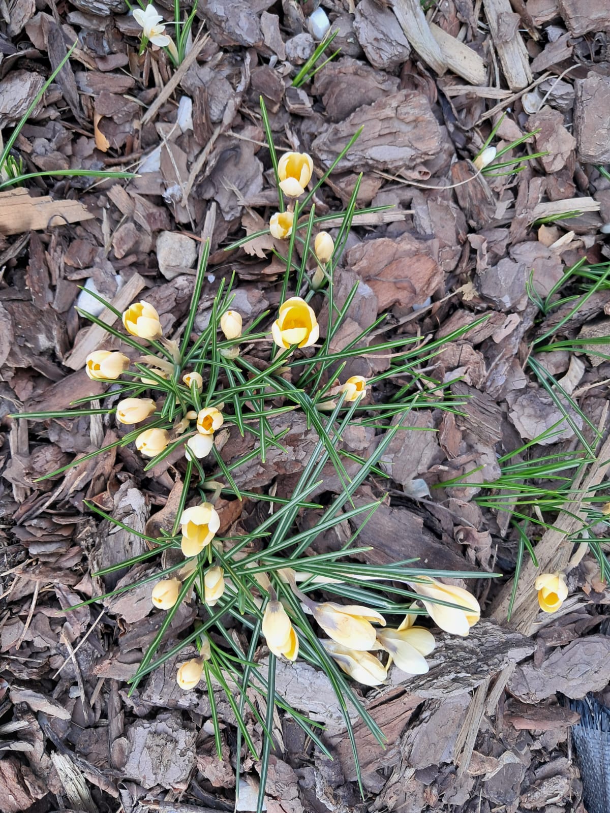 Krokusy w szkolnym ogrodzie.