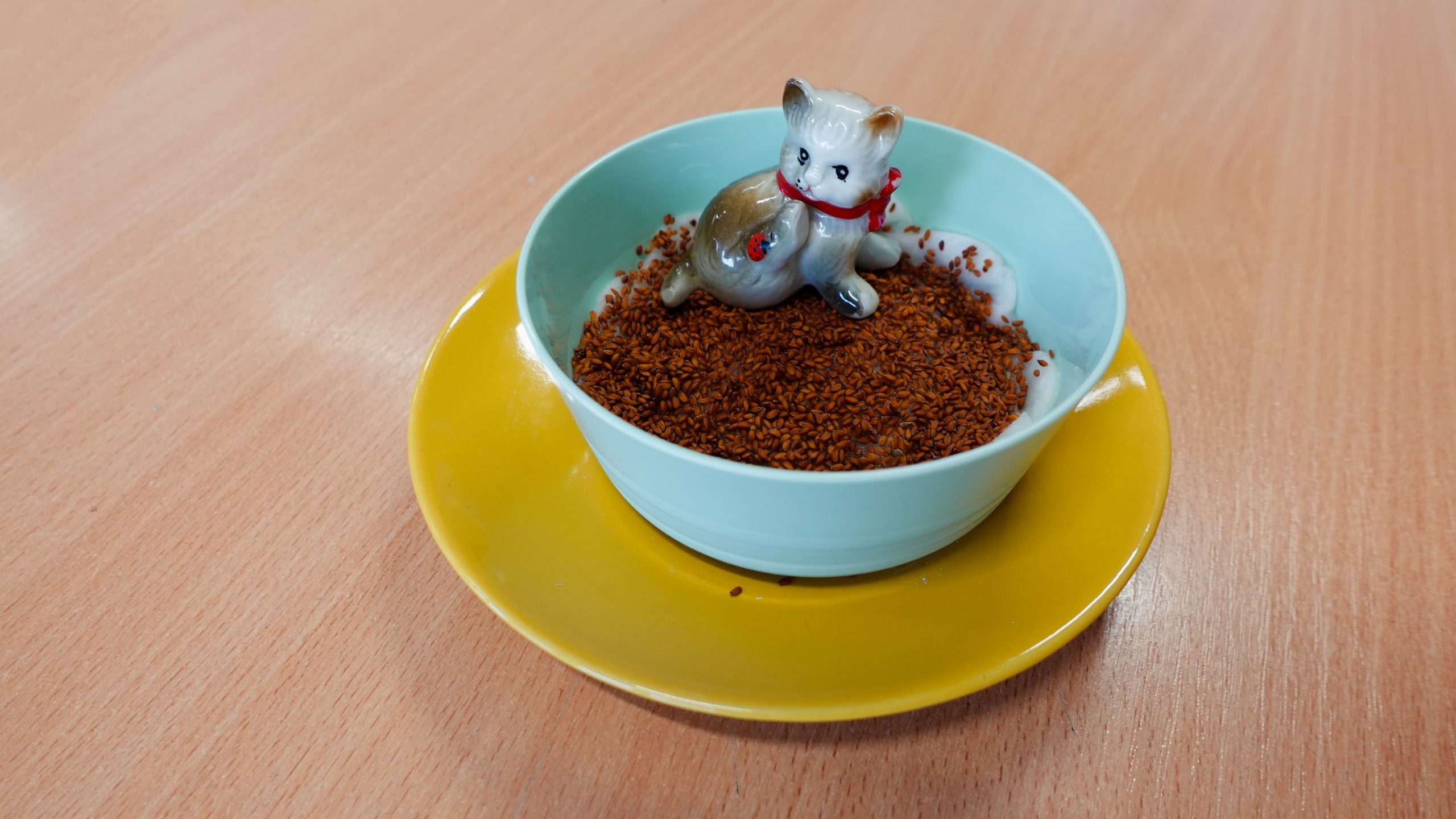 Klasa 1C i uprawa rzeżuchy.