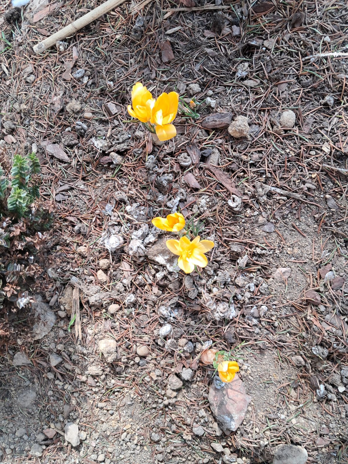 Krokusy w szkolnym ogrodzie.