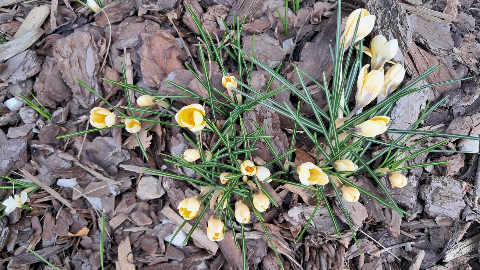 Krokusy w szkolnym ogrodzie.