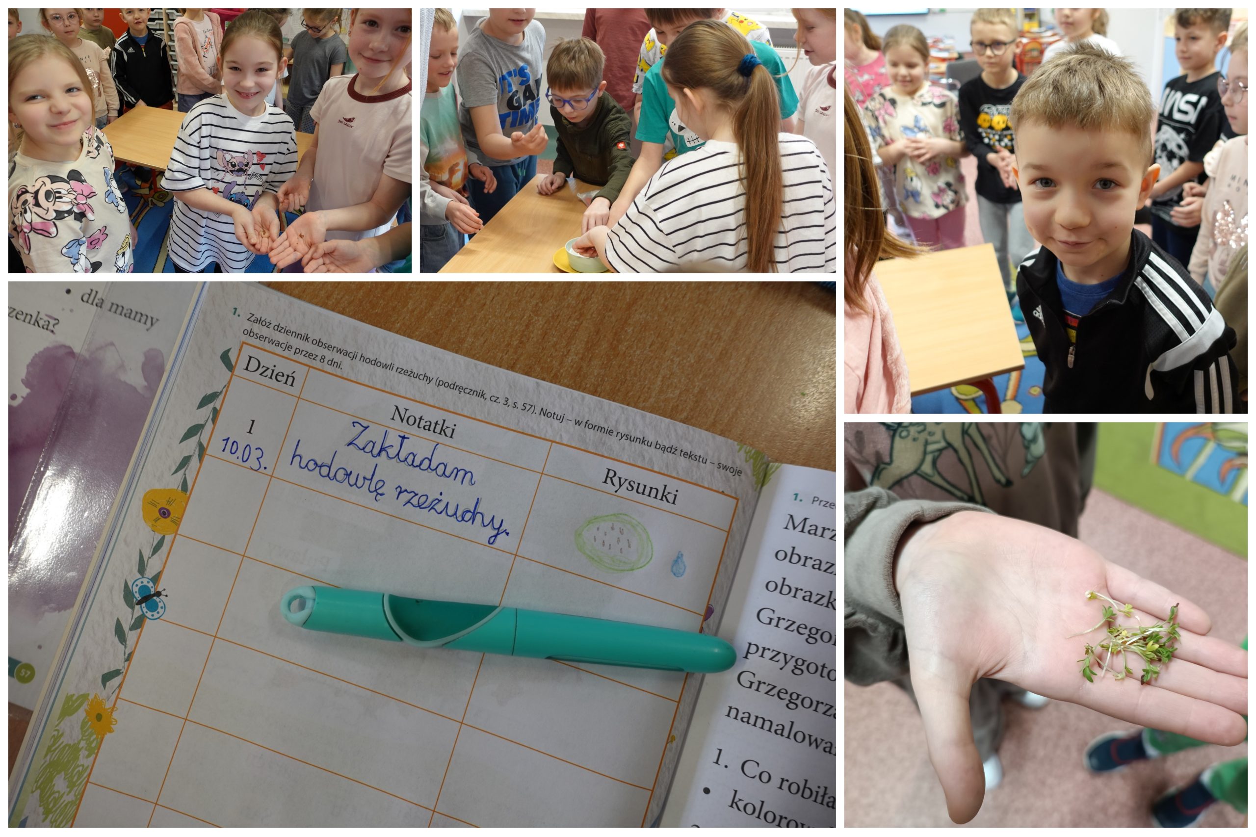 Klasa 1C i uprawa rzeżuchy.