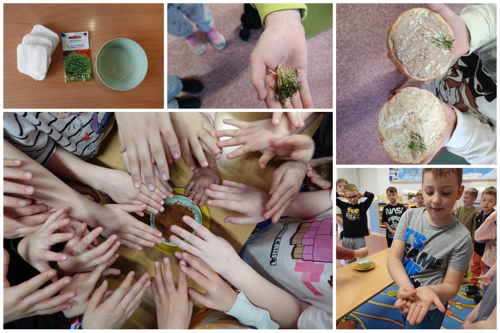 Klasa 1C i uprawa rzeżuchy.