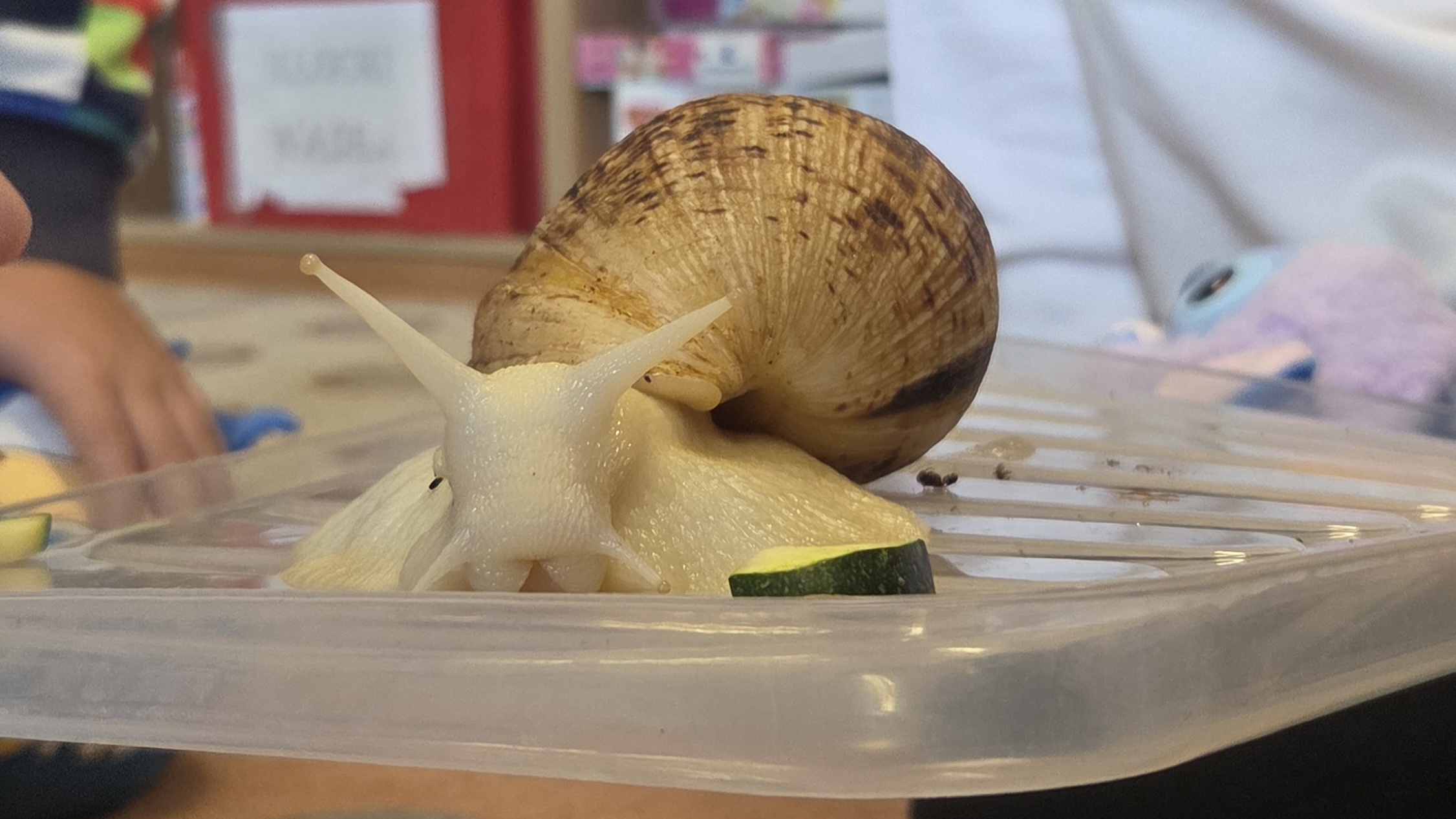 Ślimak Bob w świetlicy🐌
